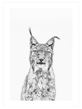 Beautiful Lynx - Art Print